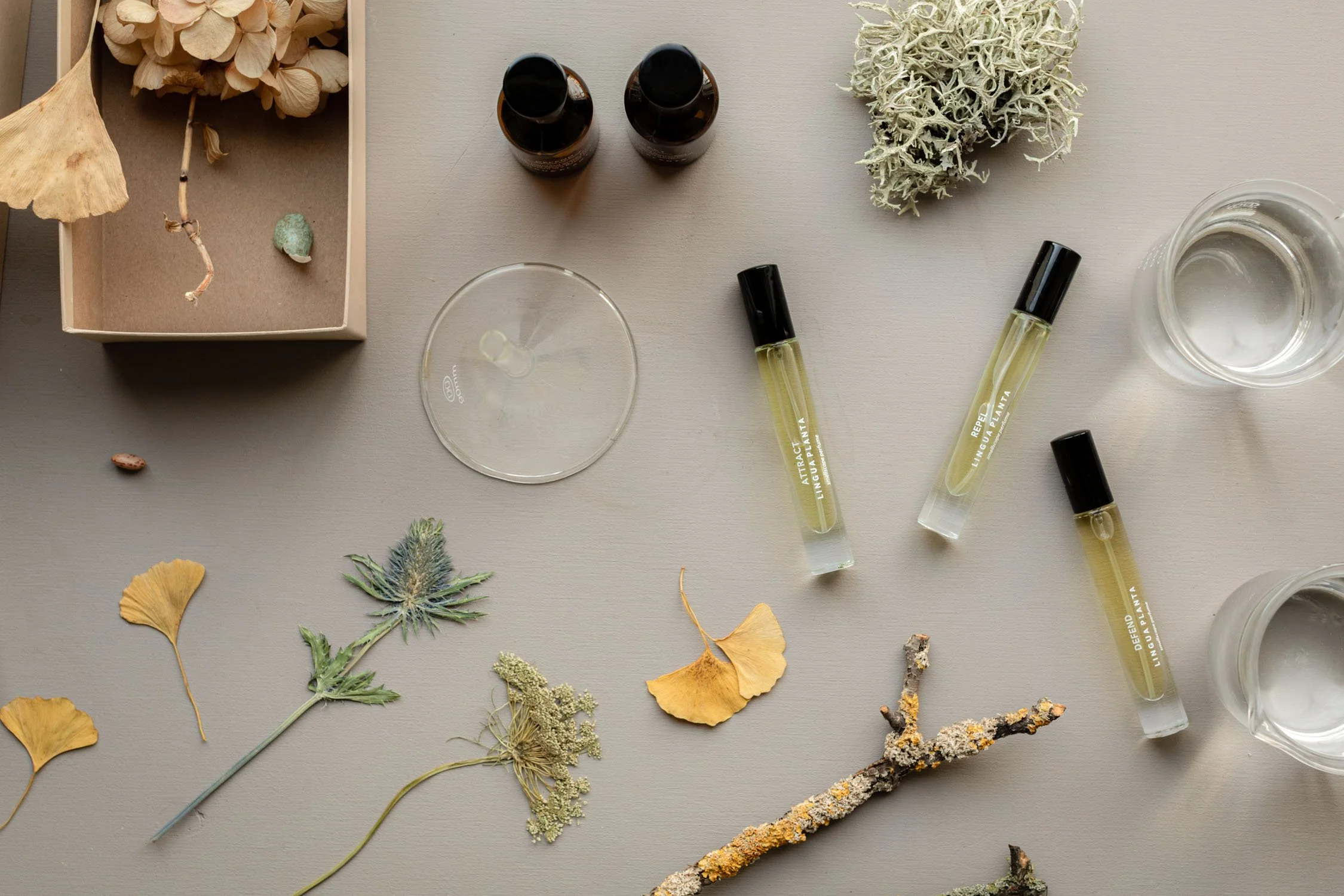 Lingua Planta — VERDENIUS PHOTOGRAPHY